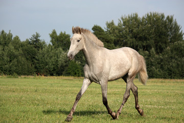 Obraz na płótnie Canvas Beautiful gray andalusian colt (young horse) trotting free