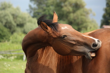 Fototapeta premium Brown horse scratching itself at the pasture