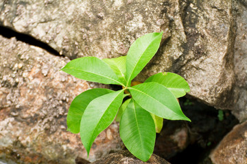 Plants in crevices of rocks.