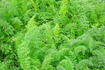 green carrot plants in growth at vegetable garden