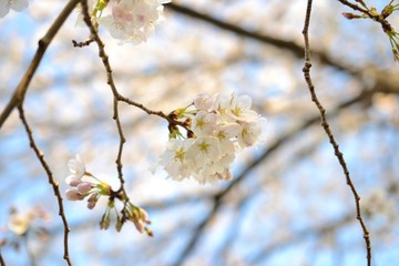 桜と青空