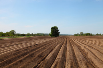Fototapeta na wymiar Plowed field in spring day