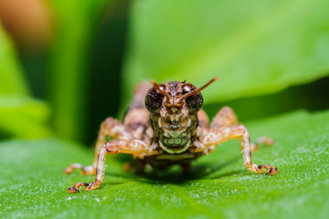 Brown grasshopper on leaf