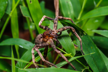 Brown spider on green grass