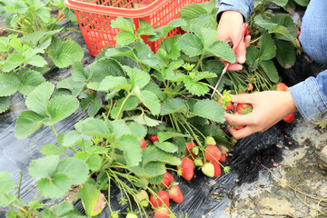  picking strawberry in garden 