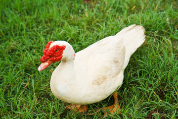 Domestic Muscovy Duck