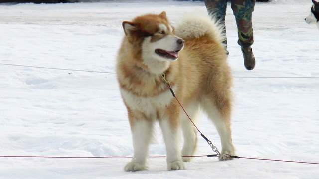 Siberian husky, huskies, malamutes outdoors on a snowy field
