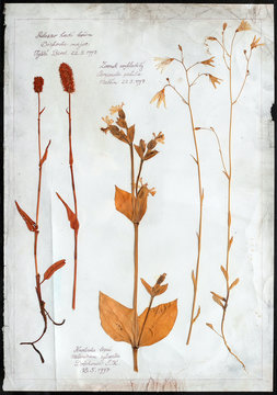 Flowers Pressed Isolated Herbarium