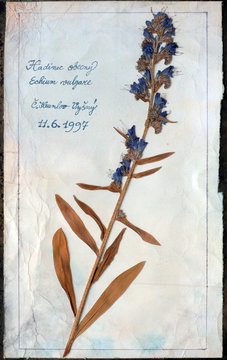 Flowers Pressed Isolated Herbarium