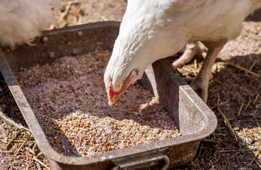 Detail of white dirty chicken eating grains