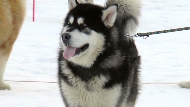 Siberian husky, huskies, malamutes outdoors on a snowy field