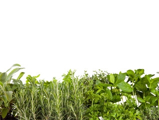Fresh herbs isolated on white background