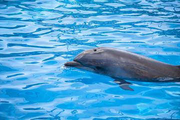 Single dolphin at surface