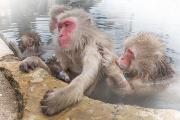温泉でふれあい。おさるさん　snow monkey of the outdoor bath
