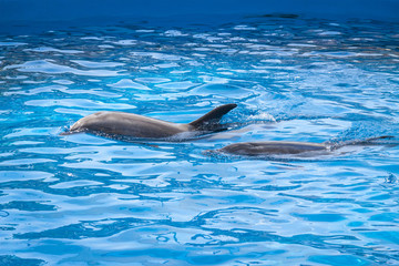 Two dolphins at the surface