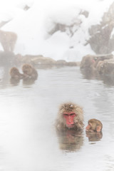 Fototapeta premium おふろでいたずら、おさるのこども snow monkey of the outdoor bath