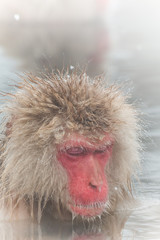 温泉でゆったり　おさるさん　snow monkey of the outdoor bath