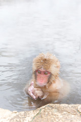 温泉で一休みの小さなおさるさん　snow monkey of the outdoor bath