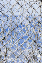 frost on the fence