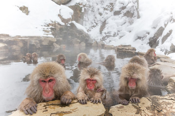 Naklejka premium みんなで温泉 おさるさん。snow monkey of the outdoor bath