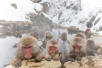 Photo sur Plexiglas Singe Tout le monde source chaude Curieux. singe des neiges du bain extérieur