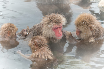 Obraz premium 家族みんなでおふろ。おさるさんおやこ snow monkey of the outdoor bath