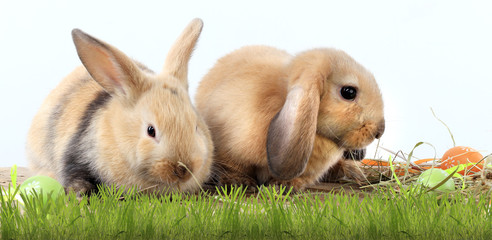 pair of rabbits