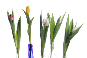 tulips on white background