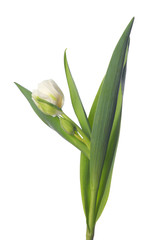 Obraz premium white tulip on white background