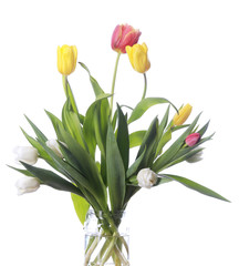tulips on white background