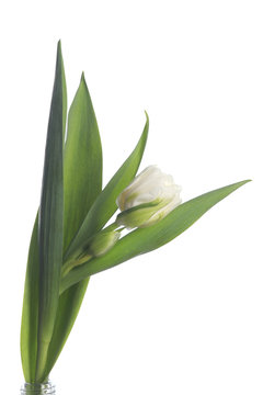 white tulip on white background