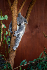 Koala Bear on a tree