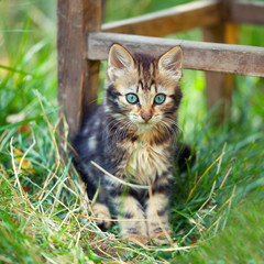 Cute kitten staying in a tall grass in the garden