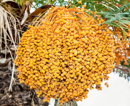 Dates on a palm tree