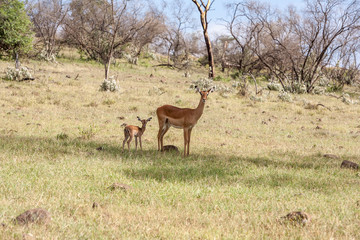 Naklejka na ściany i meble antelope and her cub on a background of grass