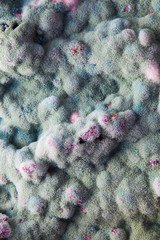 macro of mold relief