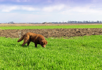 labrador retriever in nature