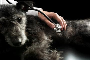 Vet examining a dog with a stethoscope - obrazy, fototapety, plakaty