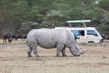 Safari - rhino