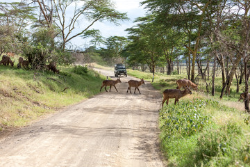 antelopes on a background of road