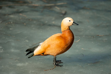 Wild duck called ogar in melted lake surface - obrazy, fototapety, plakaty