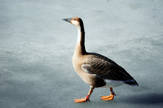 wild goose walking on melted lake surface