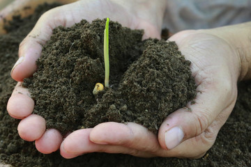 Corn seedlings hand full of soil