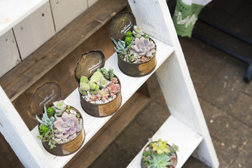 多肉植物　寄せ植え　ガーデニング