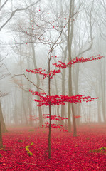Zauber Wald in rot und weiß