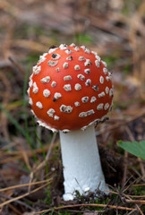Red amanita muscaria mushroom
