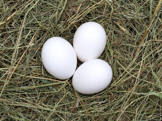 Macro shot of eggs at hay nest in chicken farm