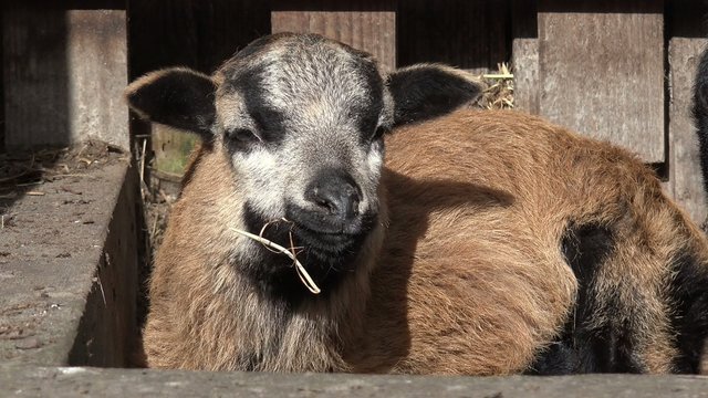 Kamerun Lamm liegt vor dem Stall