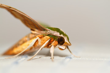 Moth in the nature