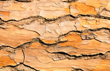 The pine bark